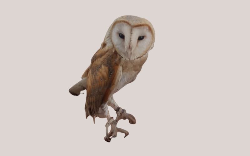 Barn Owl
